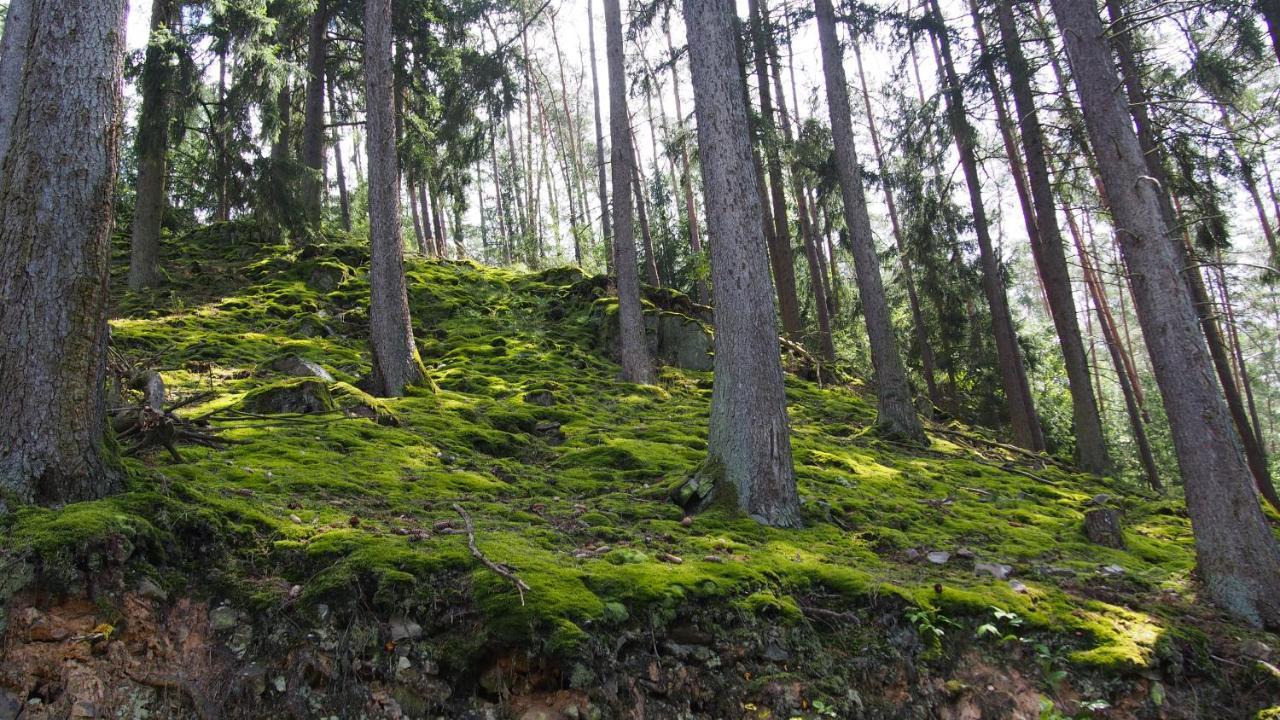 Fewo Talula - Sauerland Mit Hund Medebach Luaran gambar